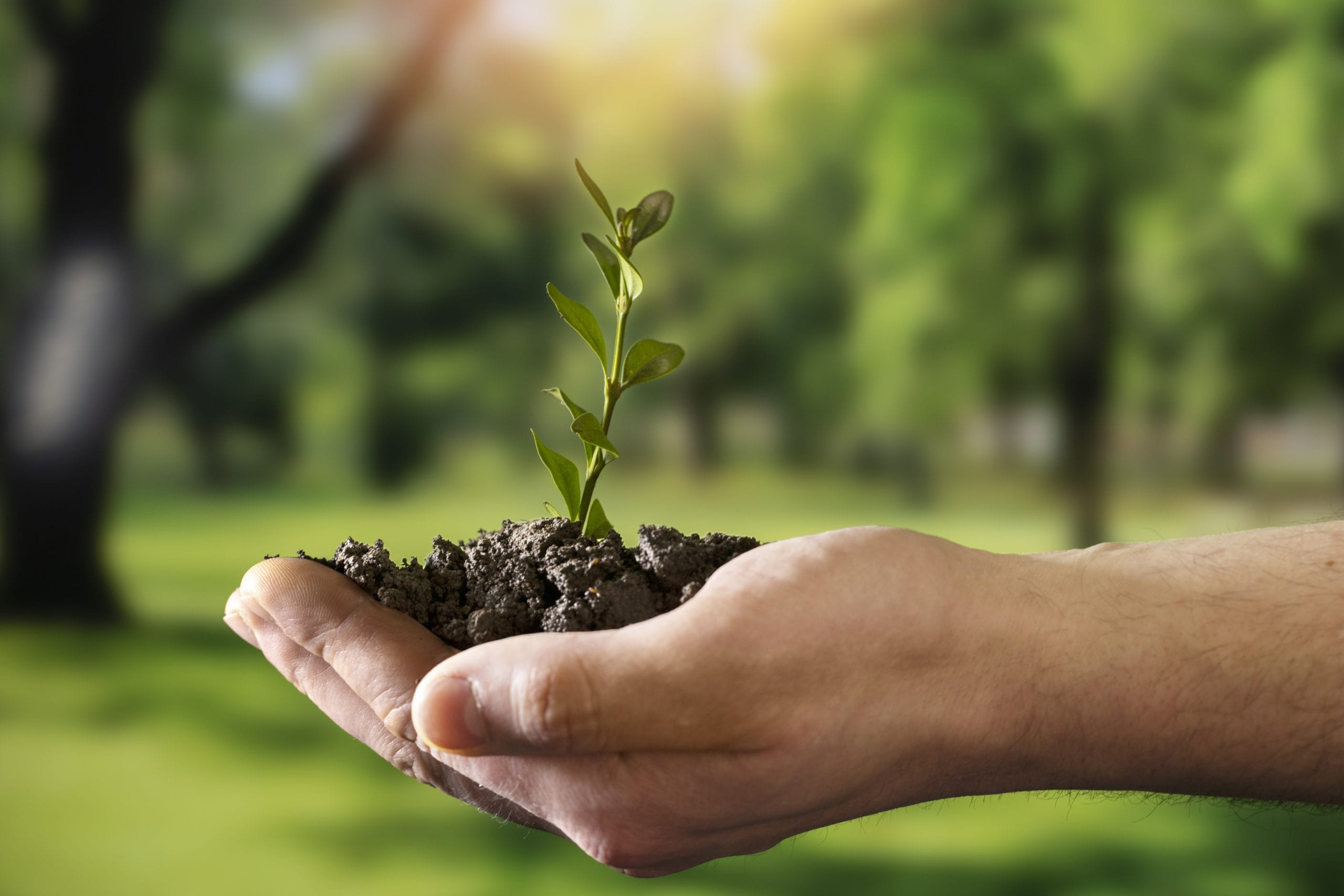 sustainable development goals still life scaled
